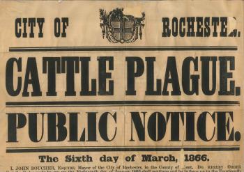 poster, Cattle Plague